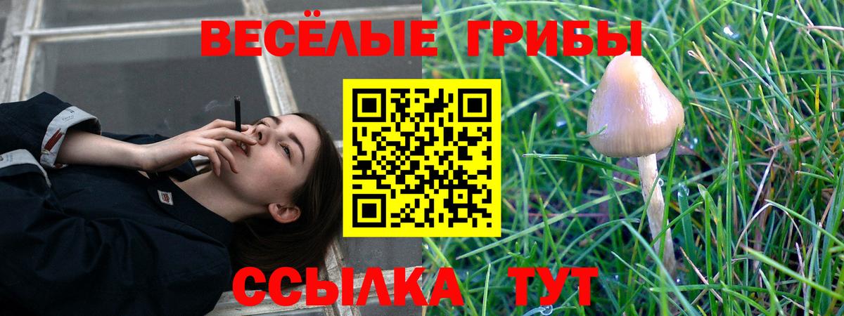 Псилоцибиновые грибы Psilocybine cubensis Можайск